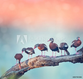 Picture of Black-bellied Whistling Ducks